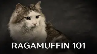 Ragamuffin Cat 101 - Everything You Need to Know
