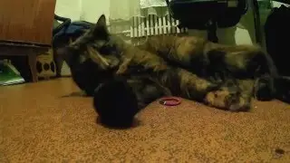 Funny cat