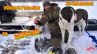 Увлекательная экспедиция за щукой 2023. Рыбалка на жерлицы. Щука. Поклёвки щуки на жерлицы 👍👍👍