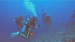 Mola Mola Day Trip - Nusa Penida Diving