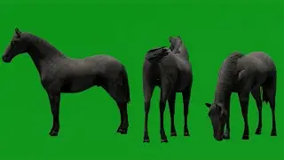 animal green screen chroma key walk and run Horse black animation buy in telegram bio