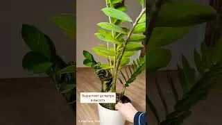 #замиокулькас