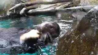 How Frisky Sea Otters Crack And Eat Crabs
