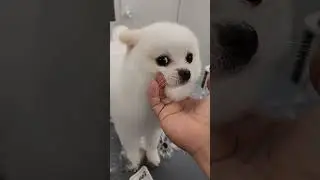 cute pomeranian #17 teddy bear cut #teddybearcut @teddybearcut