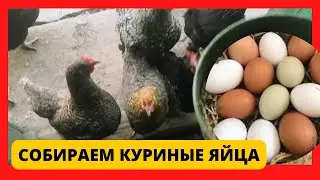 🥚Как Правильно Собирать Куриные Яйца / Собираем Яйца у Курей 🐔 - Сбор Яиц у Кур
