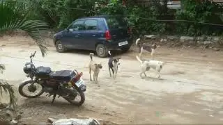 собачий бой