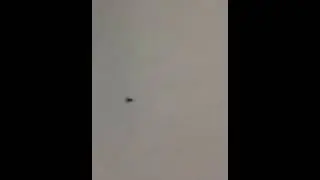 Муха - фигуристка