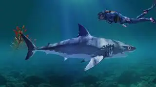 THE SHARK SONG