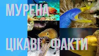 Мурена.Цікаві факти