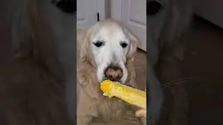 Happy Old Dog Eating Corn on the Cob - Golden Retriever ASMR #dogs #itscorn #asmr #goldenretriever