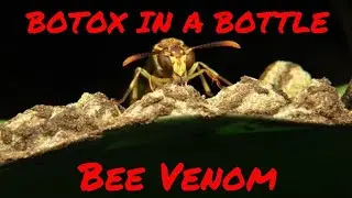 BOTOX IN A BOTTLE - Bee Venom