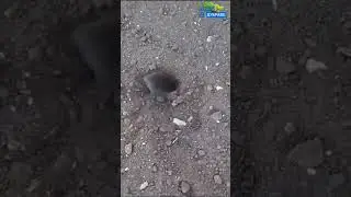 Кротенок | Саженцы и семена по суперпредложениям ссылка в описании