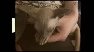 Маленький Сфинкс Засыпает на Руках \\ Little Sphinx Falls Asleep in Hands
