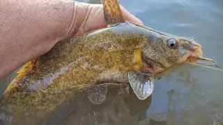 Catfish And Carp Fishing With Bait