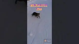 Говорящий гагаринский кот #городгагарин #животные  #котики