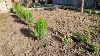 Новые растишки. Приятная усталость. Живём на Кубани.