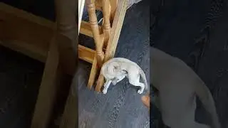 Корпорация Добрых Дел