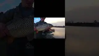 РЫБА ЗАШЛА !!! САЗАН И АМУР !!! 
