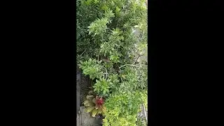 aviary sederhana didepan rumah
