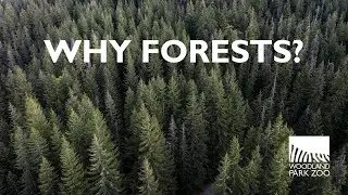 The Vision Behind Forests for All