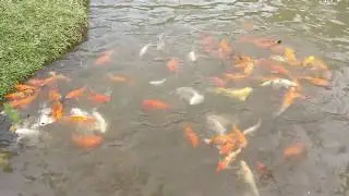 Fish feeding at Bharathi's Picnic Island near Athirapilly Falls