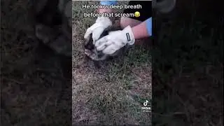 Raccoon