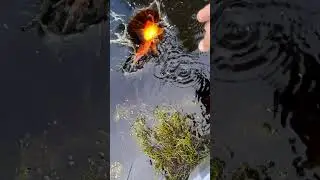 Золотые рыбки в пруду