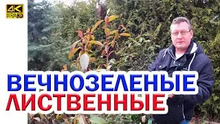 EVERGREEN DECIDUOUS PLANTS WINTER WITHOUT SHELTER IN ROSTOV-ON-DON - WE'VE TESTED IT!