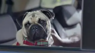 2018 Ford Everest 7 Seater 'Free Your SUV' Ad @ Binks Ford