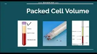 Packed cell volume/ Hematocrit