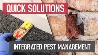 Quick Solutions: Integrated Pest Management (IPM)