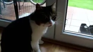 Kot Unboxall'a po dropsach