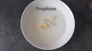 The process of mitosis - stop motion animation