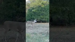 Trail Camera Action! #New #shorts #shortsclip #youtube #youtubeshorts #deer #deerhunting