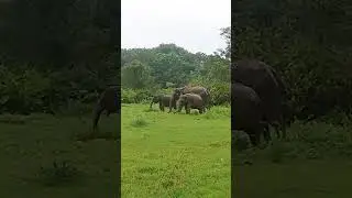 Minneriya National Park Elephants 🇱🇰⛰ #shorts