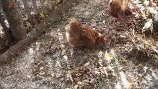 Our Chickens Have Arrived!