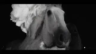Cheval Liberté hestehenger Tilhengernor AS Mest for pengene!
