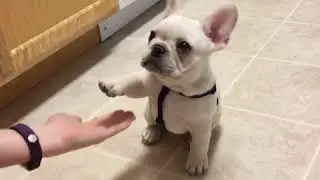 Ce gentil bulldog apprend de nouveaux trucs