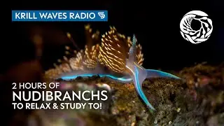 2 Hours of Nudibranchs to Relax/Study To | Lofi Hip Hop | Monterey Bay Aquarium Krill Waves Radio