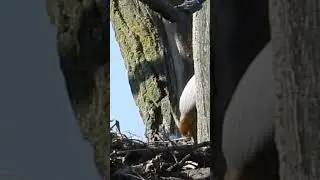 Look!!! Baby bald eagle!! Thurs 27 April 2023 