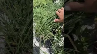 Злак 