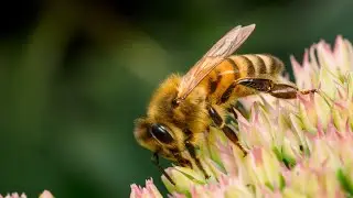 Last Days of Summer Macro Film | OM System 90mm Macro