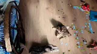 Курильский бобтейл 89235702900