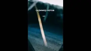 Скример котов #Shorts #Мем #Прикол #Кот