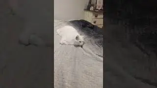 Supa Chill Cat Part 7