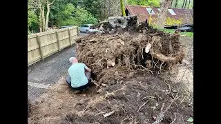 Huge tree stump removal by hand