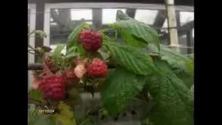 Мои ягоды в ноябре