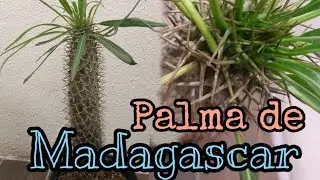 Palma de Madagascar // Cuidados, Transplante y Morfología