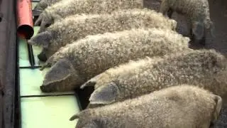 Mangalica