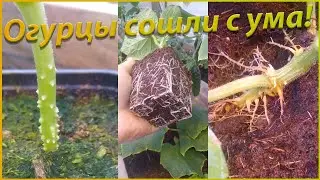 Как увеличить корневую систему у огурцов!